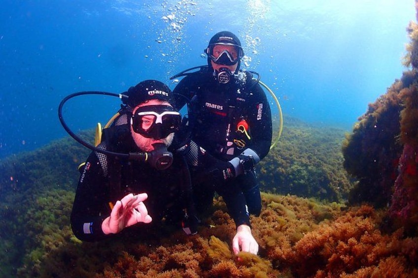 Two scuba divers underwater with coral and marine life in the background. 1