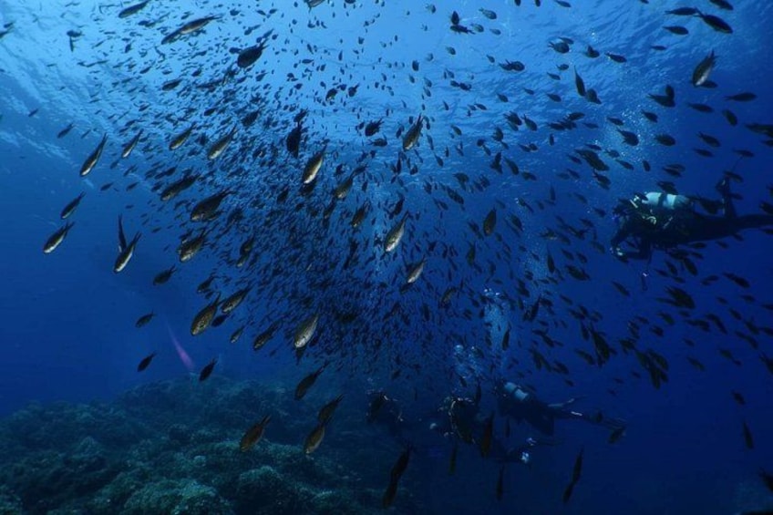 A school of fish swimming in the ocean. 2