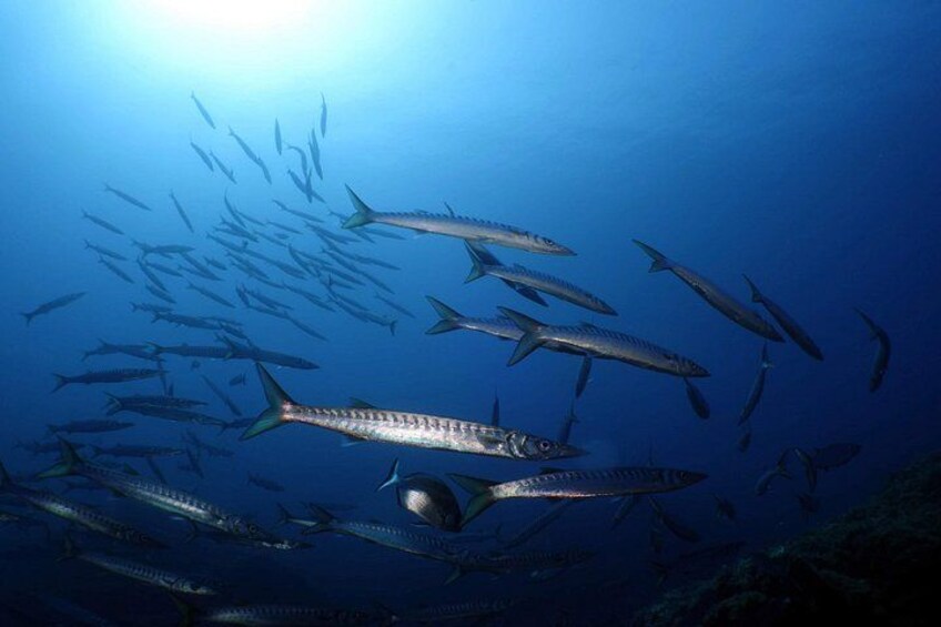 A school of fish swimming in the ocean. 4