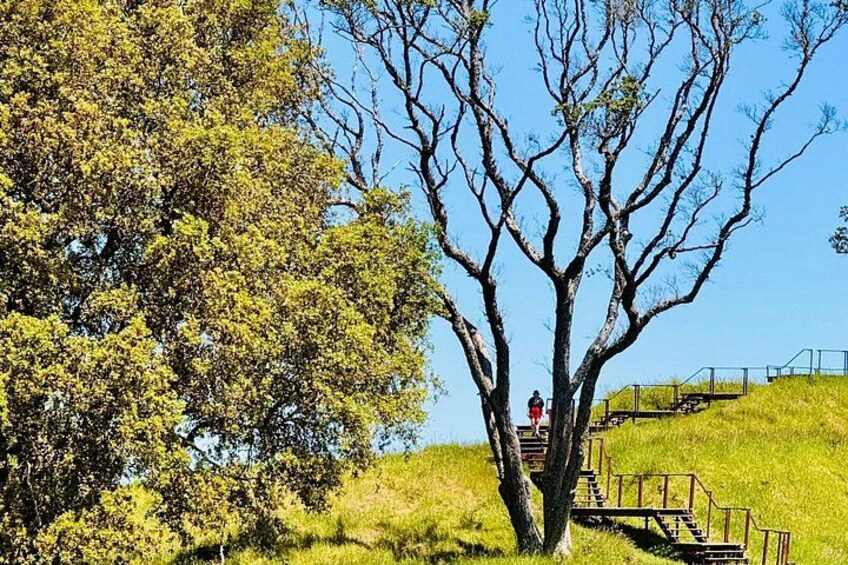 A person walking on a grassy hill with a tree and a staircase. 3