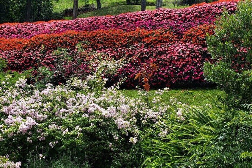 Un giardino con diverse piante fiorite e alberi. 5