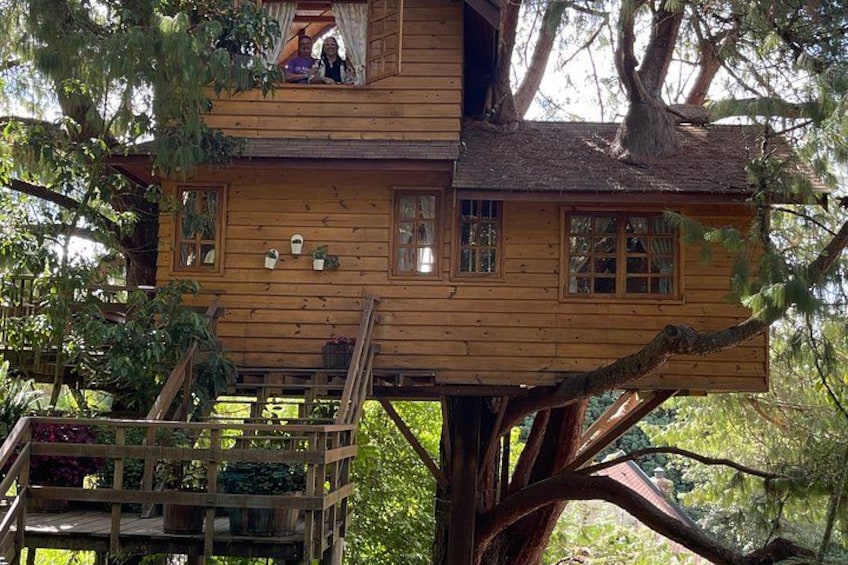 Una casetta sugli alberi in legno con una scala, immersa nel verde. 4