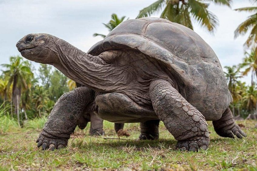 Een grote schildpad op het gras, met palmbomen op de achtergrond. 1