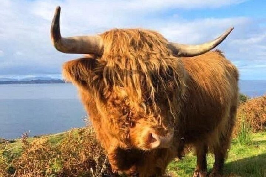 En highlandkvæg græsser på en græsbeklædt bakke med en sø i baggrunden. 2