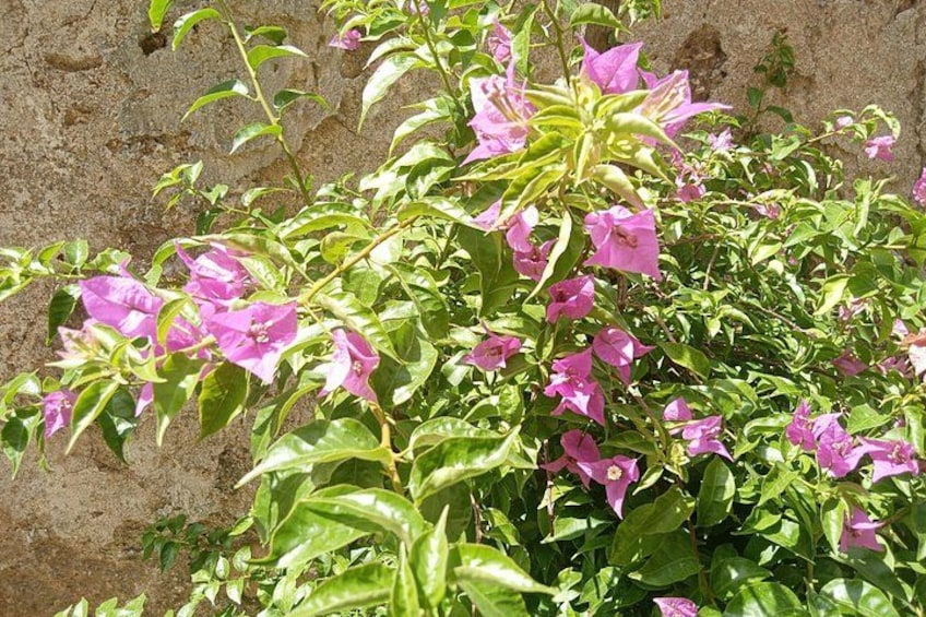 A plant with pink flowers and green leaves against a stone wall. 4