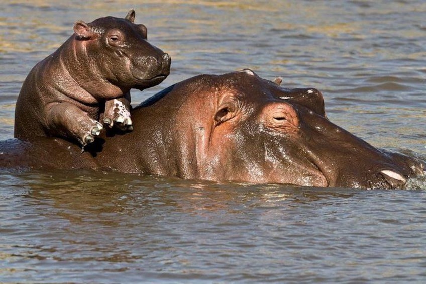 Ein Nilpferd mit einem Jungtier auf dem Rücken im Wasser. 3