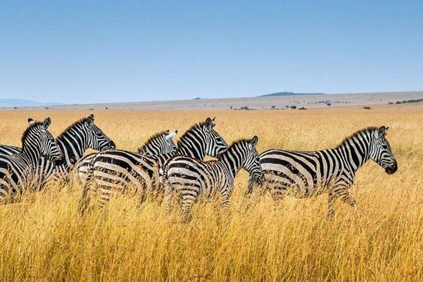 Zebras auf einer grasbewachsen Wiese unter blauem Himmel. 2