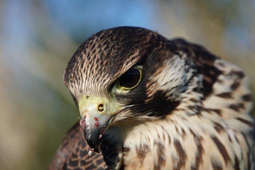 Malik, peregrine falcon 2