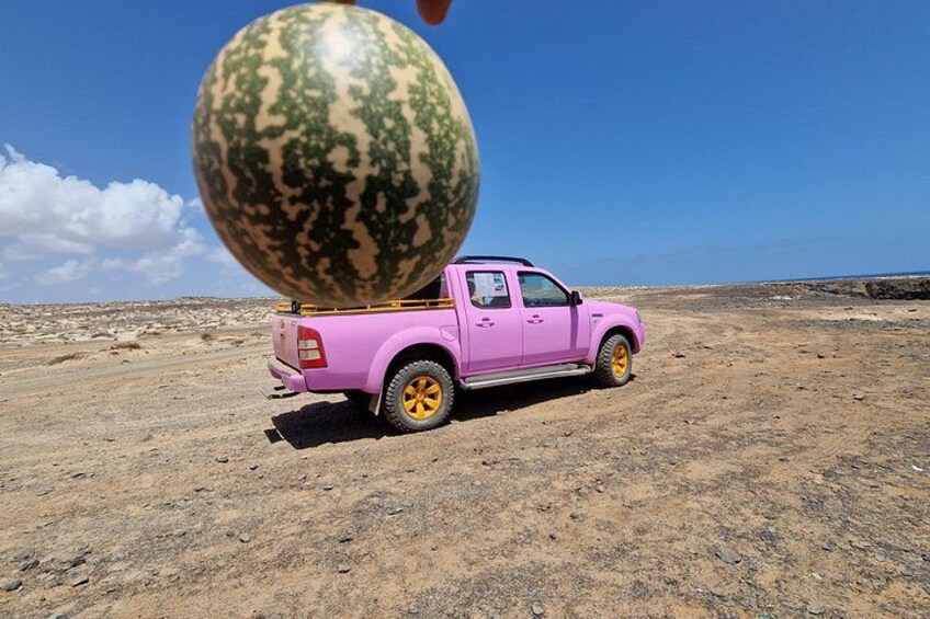 En rosa pickup-truck med en vattenmelon på flaket, placerad i ett ökenlandskap. 2