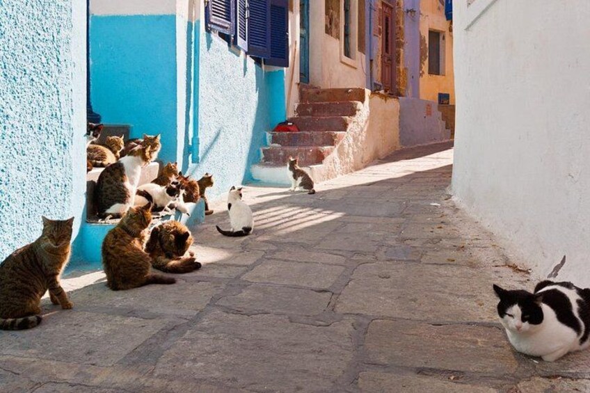 Una calle estrecha con gatos sentados en el suelo y algunos en los escalones. 4