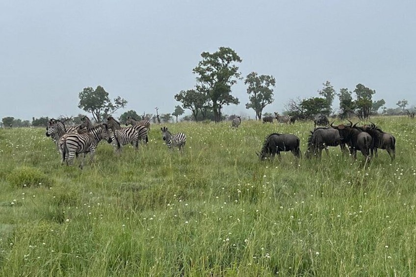 A grassy field with zebras and wildebeests grazing. 5