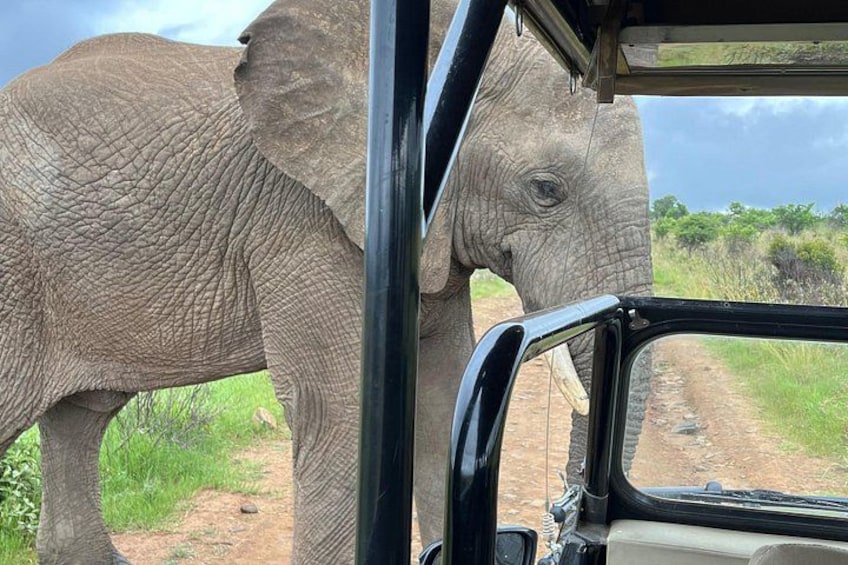 Een olifant staat naast een voertuig op een onverharde weg. 4