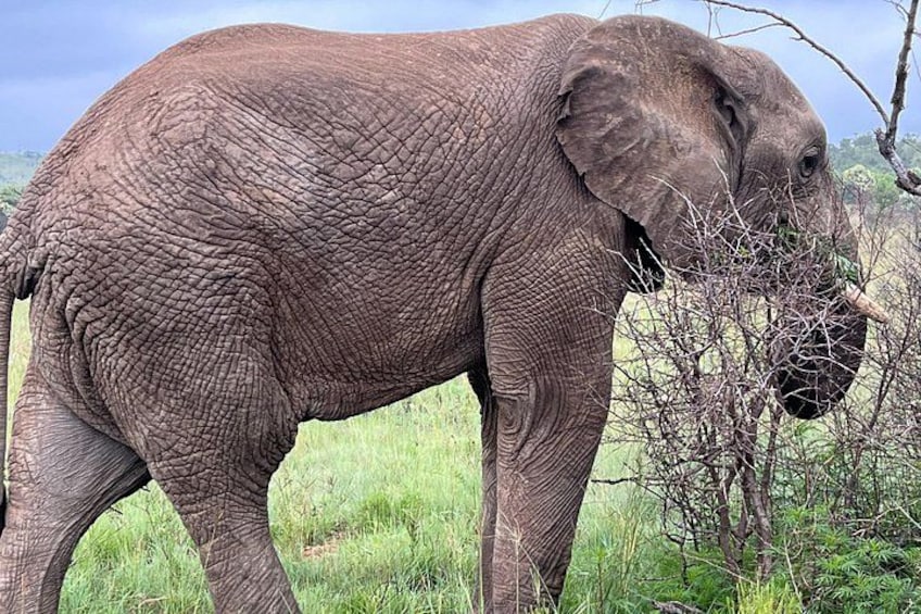 Een olifant in een grasveld. 5