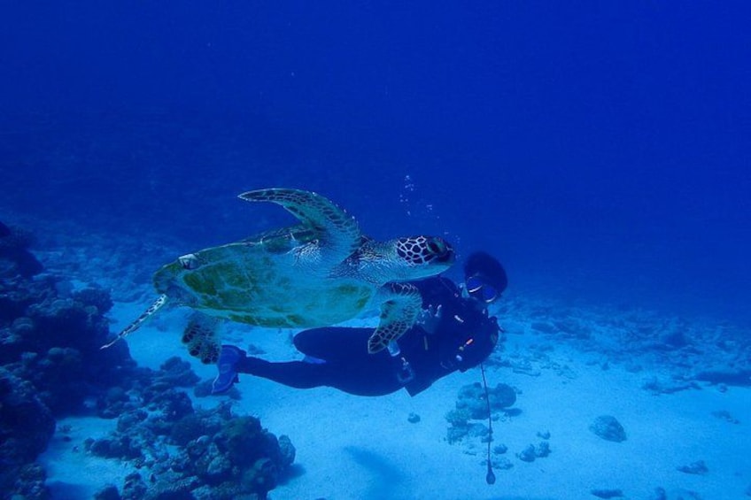 A diver swimming with a sea turtle in clear blue water. 2