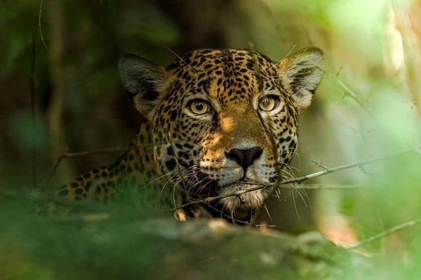 Ein Leopard in bewaldetem Gebiet mit dichtem Laub und Ästen. 3