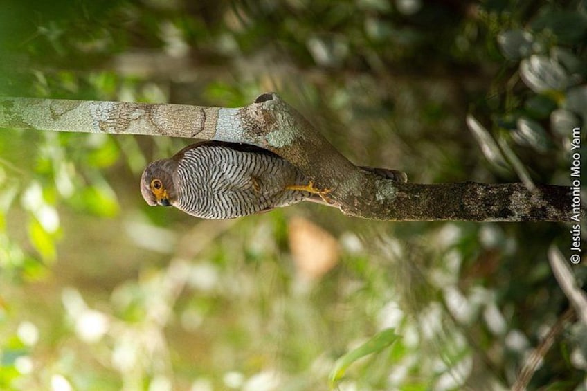 A bird perched on a tree branch in a forest. 2