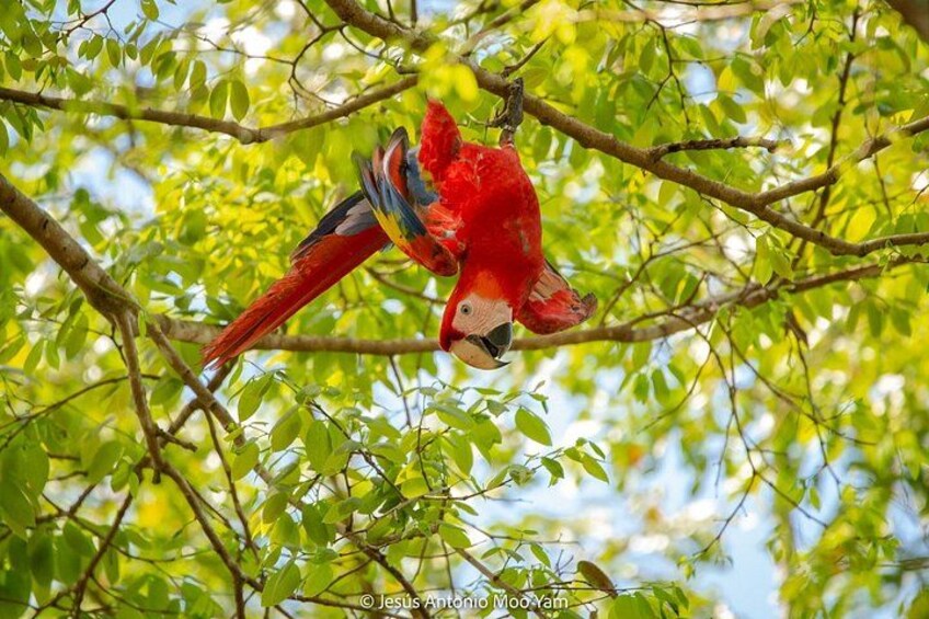 Un guacamayo rojo posado en una rama de árbol. 2
