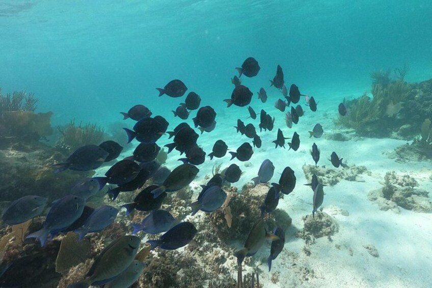 3 Hour Costa Maya Snorkeling Excursion - La Leyenda ECO-TOURS 3