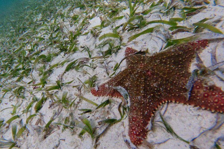 3 Hour Costa Maya Snorkeling Excursion - La Leyenda ECO-TOURS 2