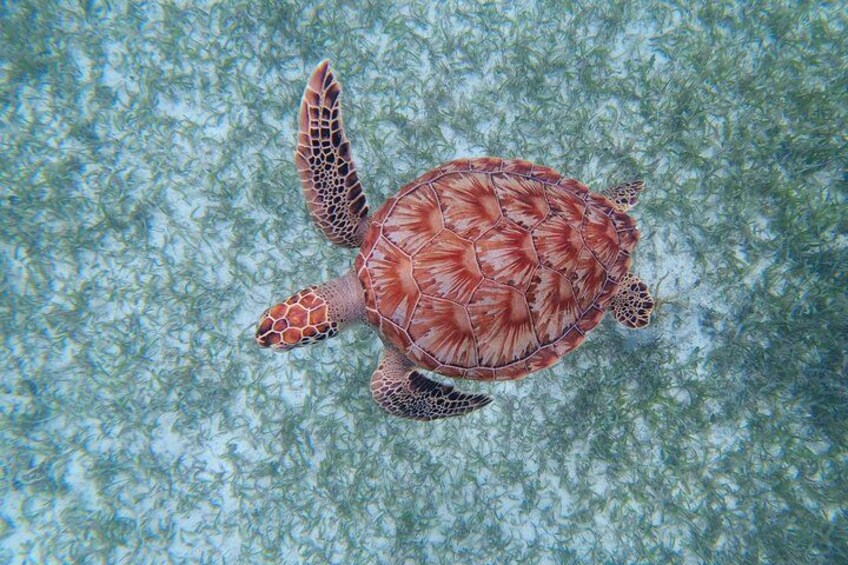3 Hour Costa Maya Snorkeling Adventure 2
