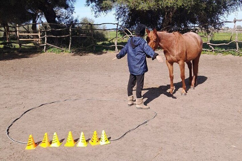 Personal Coaching Assisted with Horses