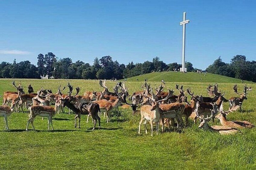 Eine Hirschherde auf einer Wiese, im Hintergrund ein Kreuzdenkmal. 5