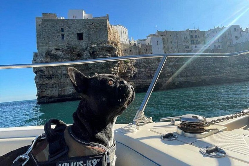 A dog on a boat with a view of a coastal town and cliffs. 2