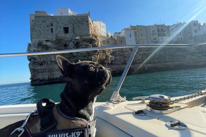 A dog on a boat with a rocky coastline and buildings in the background. 5