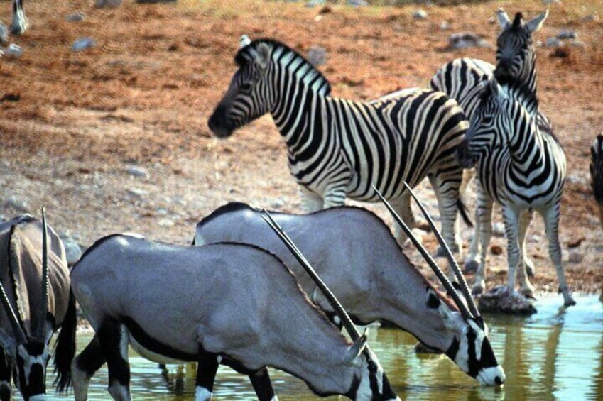 Zebras and Gemsboks