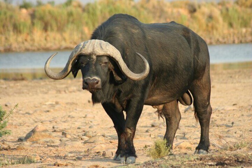 Cape Buffalo 