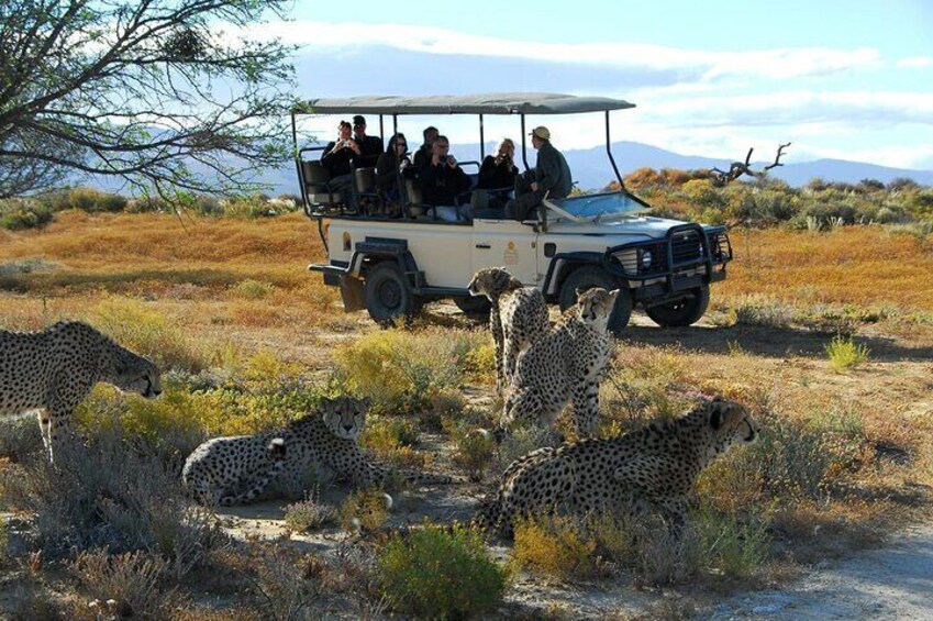 Fun Game drive Safari 