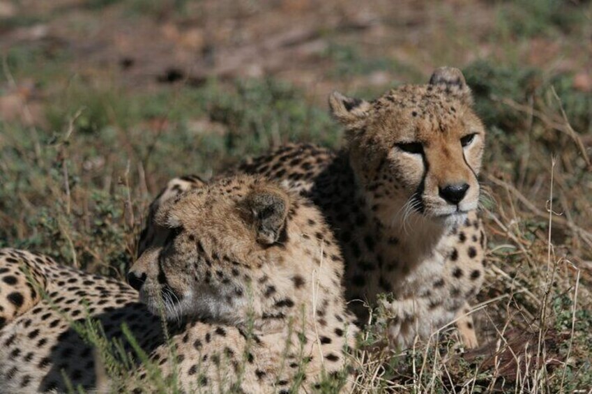 African Leopards