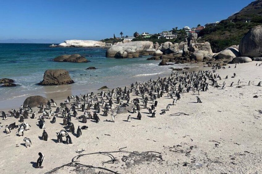 Cape Town: Half Day Table Mountain & Penguins Shared Tour 5