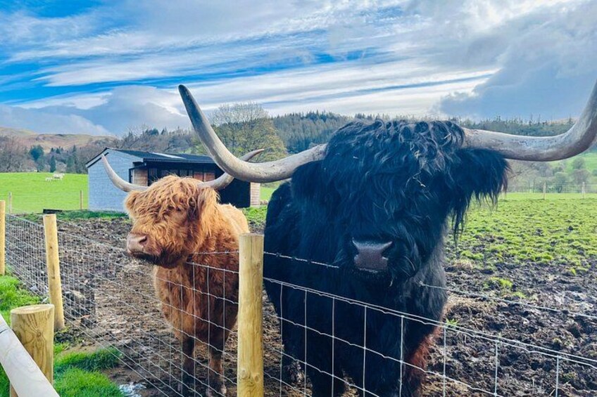 Hamish and Honey 2