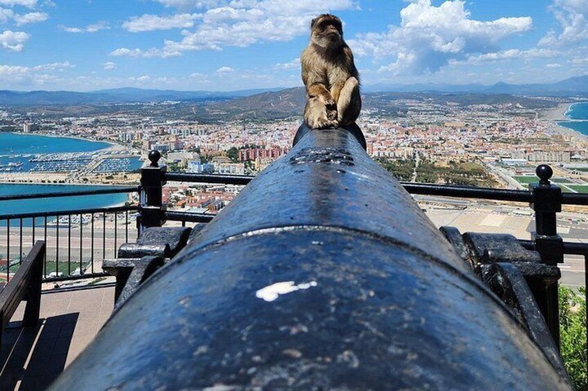 A monkey sitting on a railing overlooking a coastal cityscape. 3