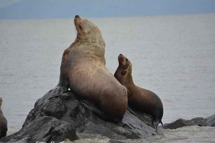 Wild Whale Watching Experience - Open Air Vessel 3