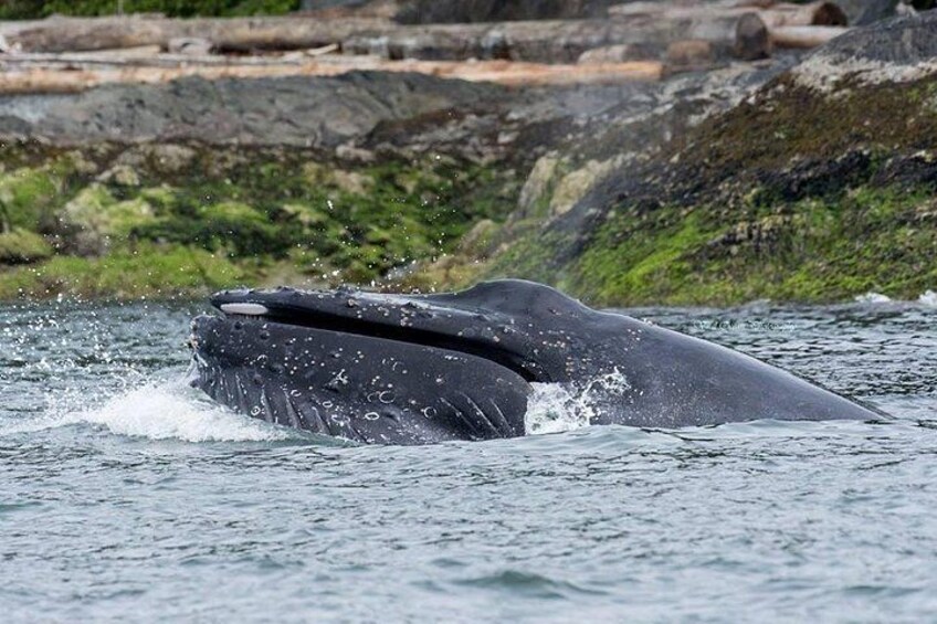 Wild Whale Watching Experience - Open Air Vessel 3