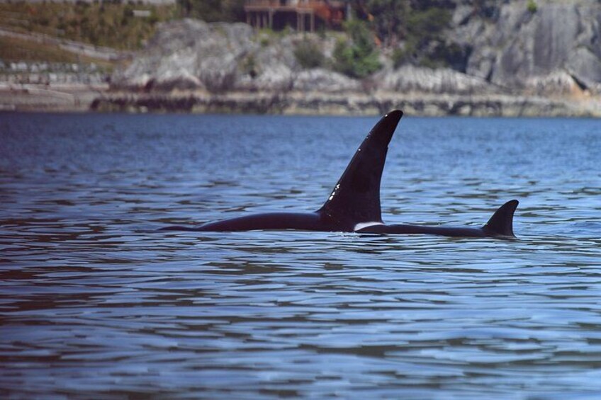 Een walvis met vin en staart in het water. 3