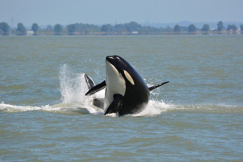 Een orka springt uit het water, met open mond, terwijl er water rond spat. 2