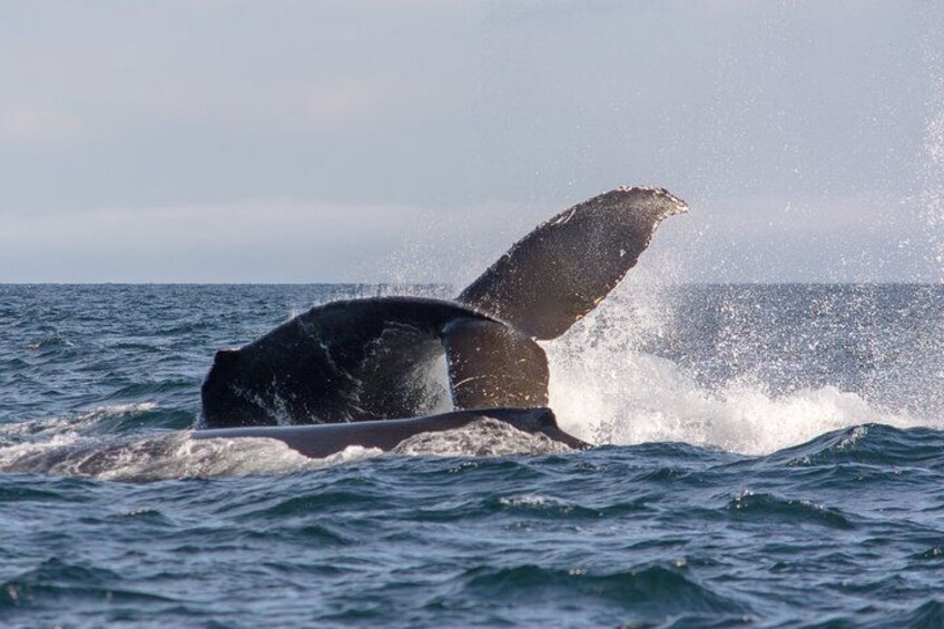 Een walvis springt uit het water, met zijn staartvin te zien. 4