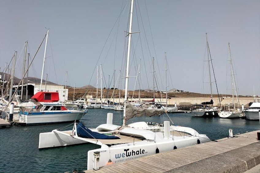 Small Group Dolphin Sunset Tour on Electric Catamaran Lanzarote 2
