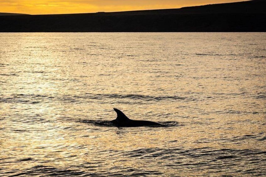 Small Group Dolphin Sunset Tour on Electric Catamaran Lanzarote 5
