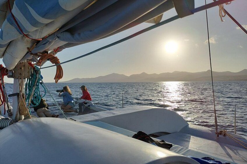 Small Group Dolphin Sunset Tour on Electric Catamaran Lanzarote 2