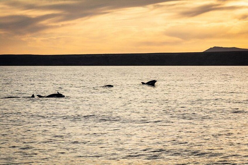 Small Group Dolphin Sunset Tour on Electric Catamaran Lanzarote 1