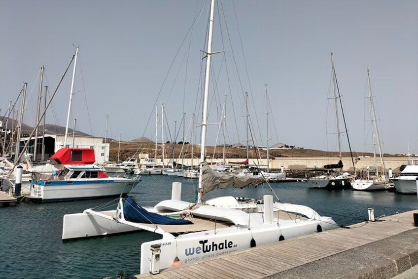 Small Group Dolphin Sunset Tour on Electric Catamaran Lanzarote 3