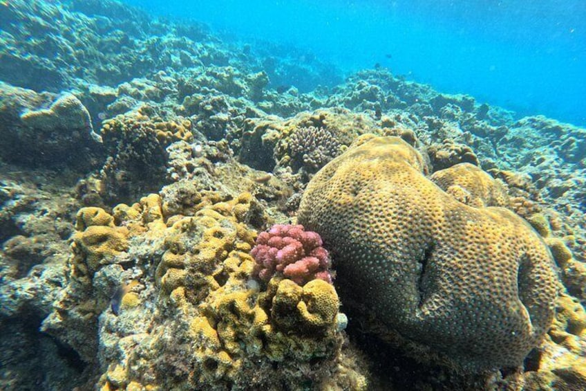 1 hr Reef Explorer in Port Vila harbour, Vanuatu 2