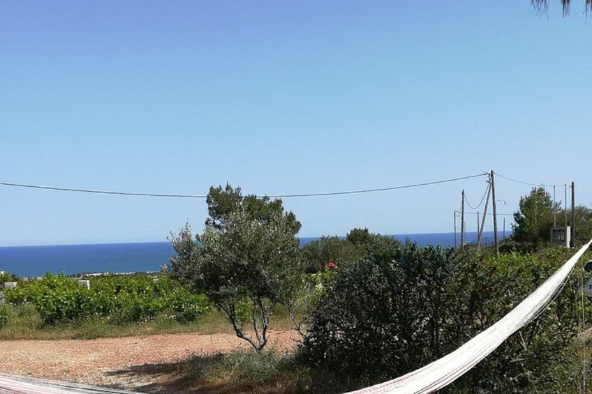 Private Tour: Discover the Secret World of Olives in Afantou 2