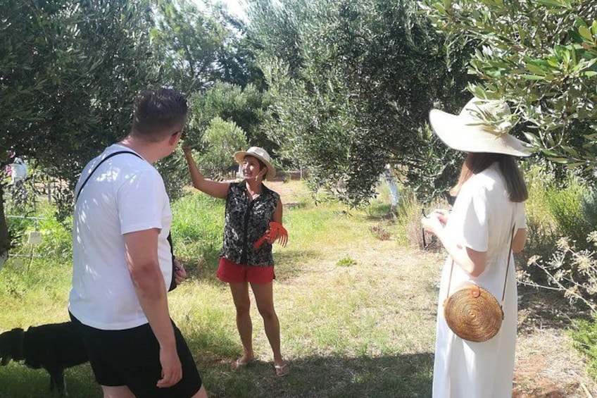 Private Tour: Discover the Secret World of Olives in Afantou 3