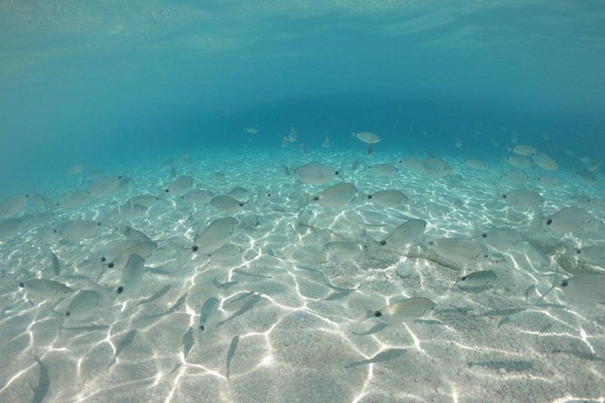 Gulf of Orosei Speedboat Trip from Cala Gonone 2