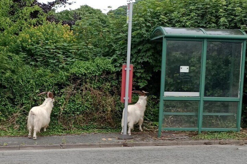 Goats at a bus stop!